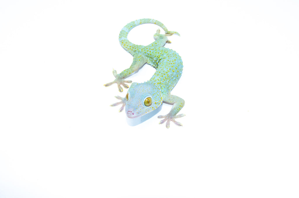 Powder Blue Tokay Gecko Female